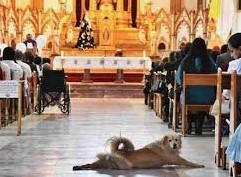 Por que o Cachorro entra na Igreja? -Sidney...